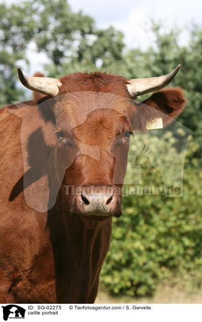 cattle portrait / SG-02275