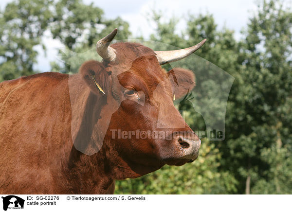 cattle portrait / SG-02276