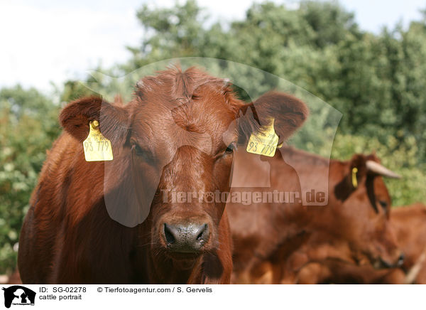 cattle portrait / SG-02278