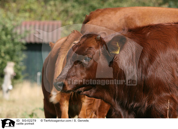 cattle portrait / SG-02279