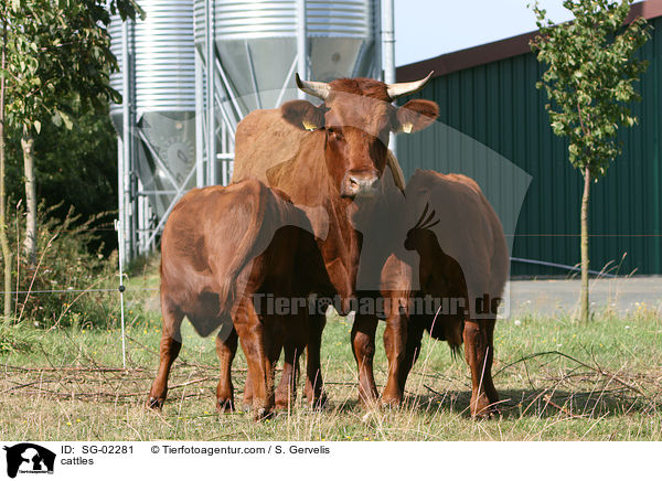 cattles / SG-02281