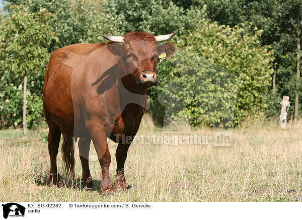 cattle / SG-02282