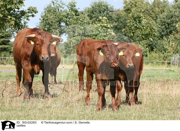 cattles / SG-02283