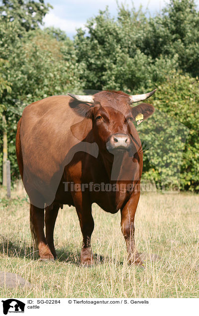 cattle / SG-02284