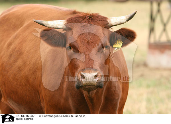cattle portrait / SG-02287