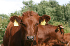 cattle portrait