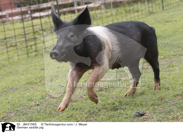 German saddle pig / JM-01565