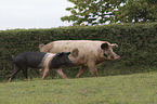 German saddle pig