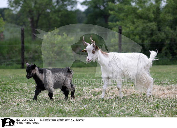 Girgentana goat / JM-01223