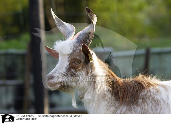Girgentana goat / JM-12669