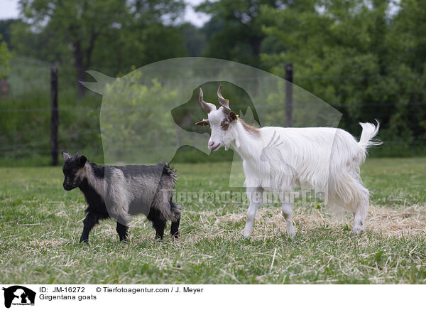 Girgentana-Ziegen / Girgentana goats / JM-16272