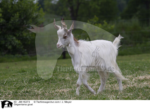 Girgentana-Ziege / Girgentana goat / JM-16273