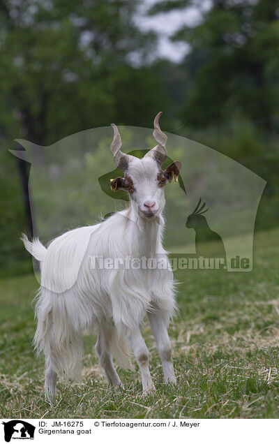 Girgentana-Ziege / Girgentana goat / JM-16275