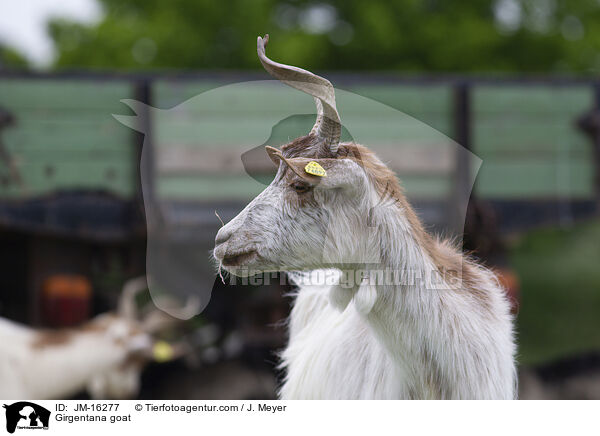 Girgentana goat / JM-16277