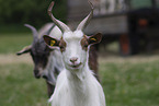 Girgentana goat