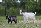 Girgentana goats