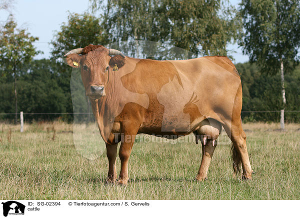 cattle / SG-02394