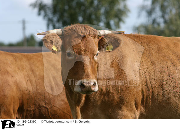 cattle / SG-02395