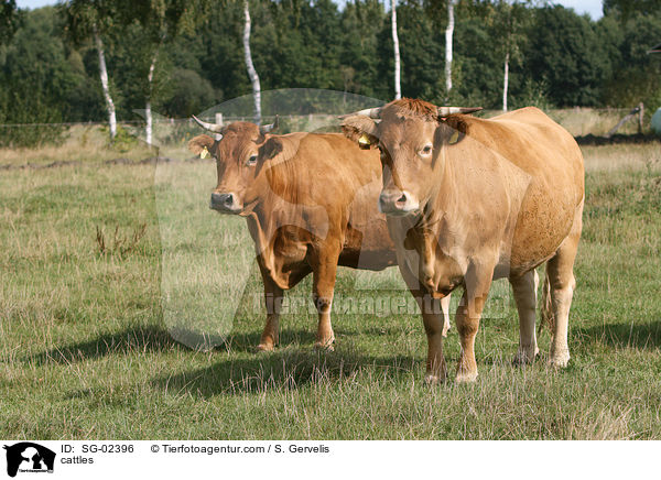 cattles / SG-02396
