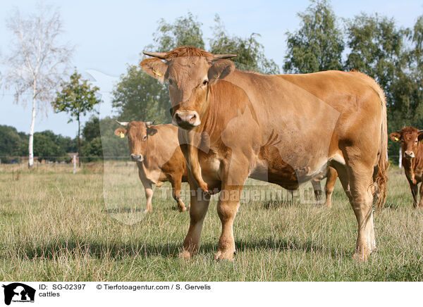 Glanrinder / cattles / SG-02397