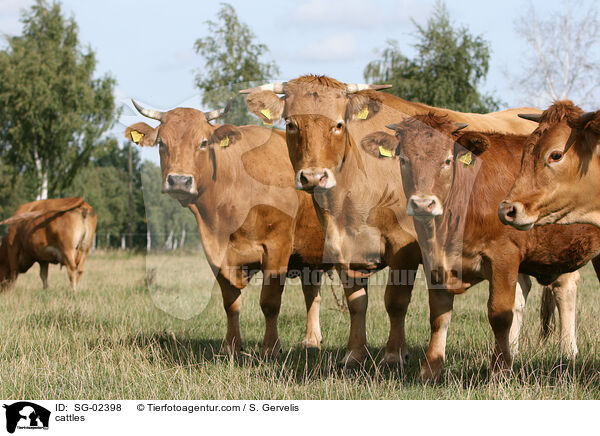 cattles / SG-02398