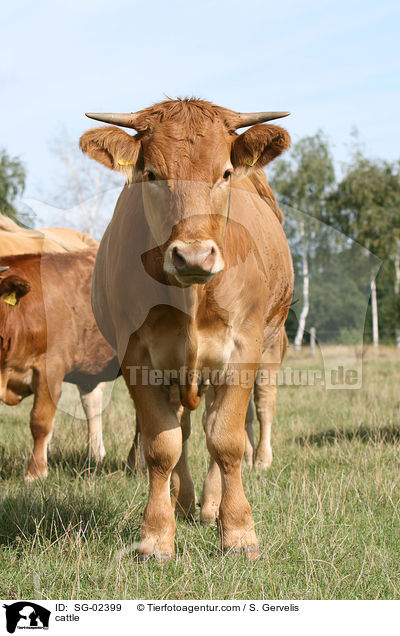Glanrind / cattle / SG-02399