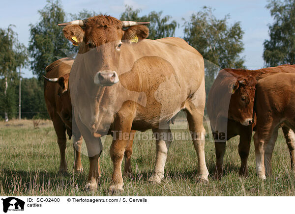 Glanrinder / cattles / SG-02400