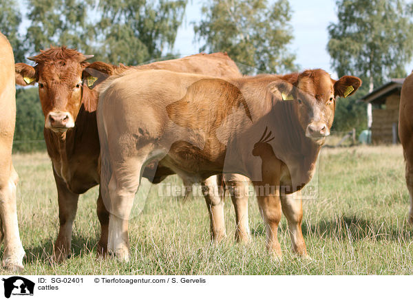 cattles / SG-02401
