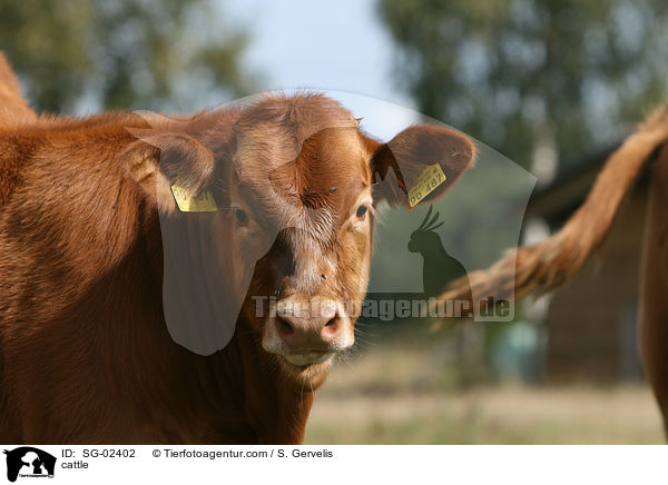 cattle / SG-02402