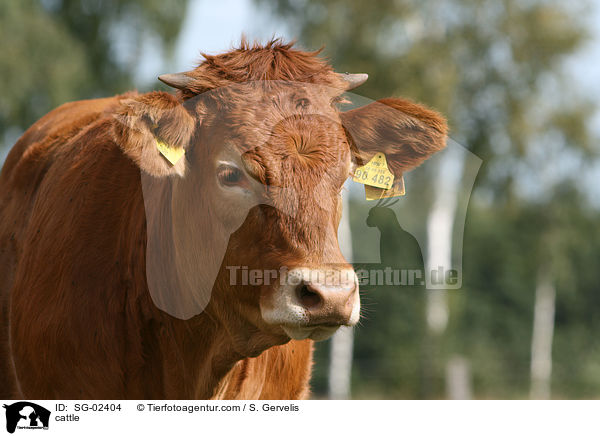 cattle / SG-02404