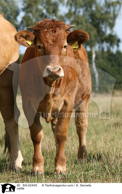 Glanrind / cattle / SG-02405