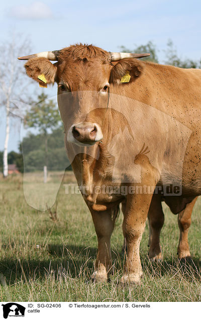 cattle / SG-02406