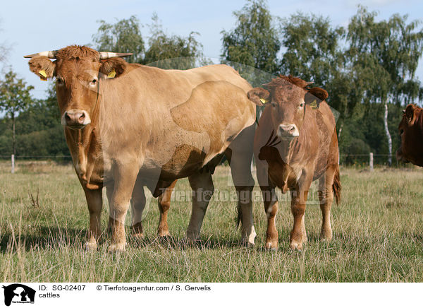 Glanrinder / cattles / SG-02407
