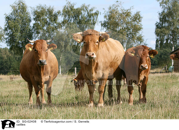 cattles / SG-02408