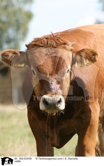 cattle / SG-02409