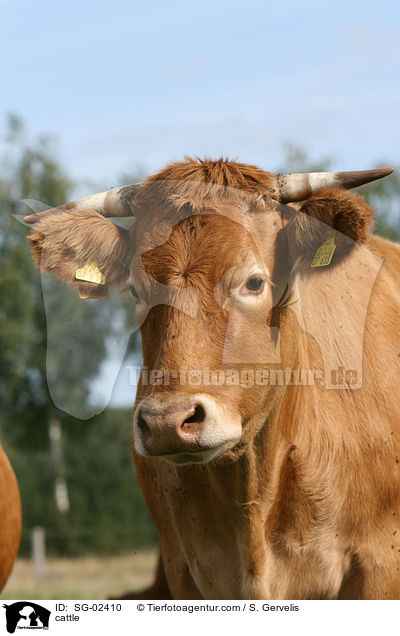 cattle / SG-02410