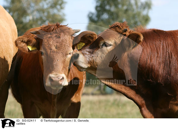 cattles / SG-02411