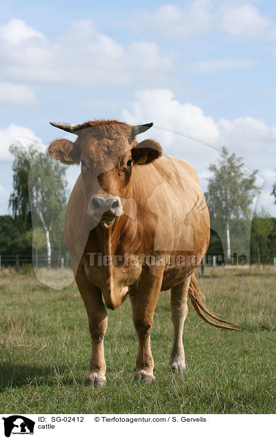 Glanrind / cattle / SG-02412