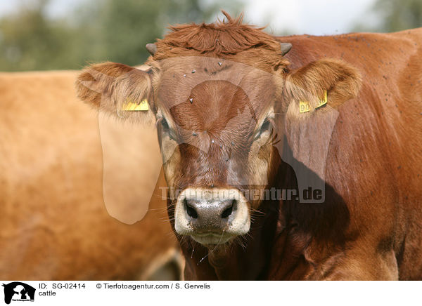 Glanrind / cattle / SG-02414