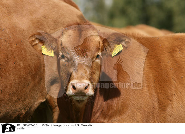 Glanrind / cattle / SG-02415