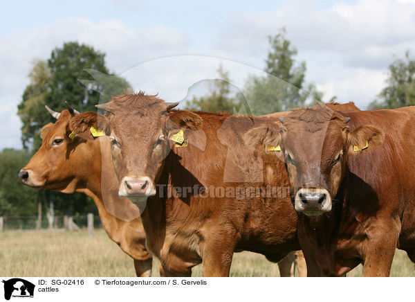 Glanrinder / cattles / SG-02416