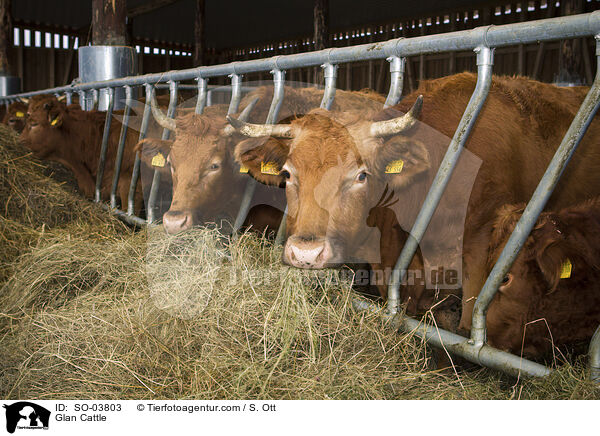 Glan Cattle / SO-03803