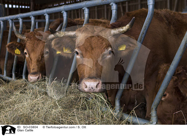 Glanrinder / Glan Cattle / SO-03804