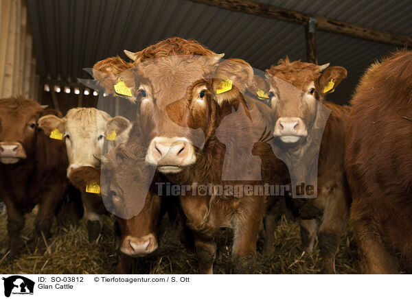 Glan Cattle / SO-03812