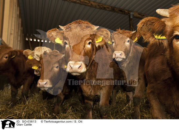 Glanrinder / Glan Cattle / SO-03813