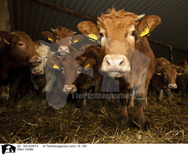 Glan Cattle / SO-03814