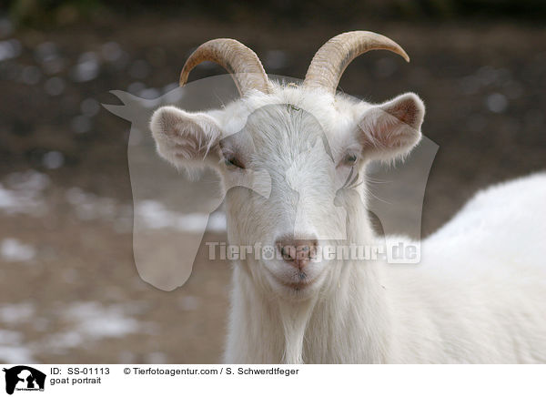 Ziege Portrait / goat portrait / SS-01113
