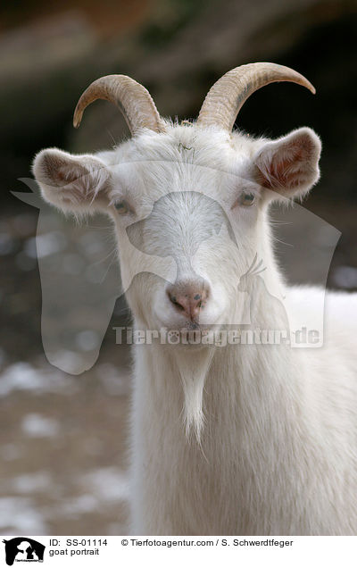 Ziege Portrait / goat portrait / SS-01114