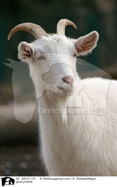 ZiegeZiege Portrait / goat portrait / SS-01115