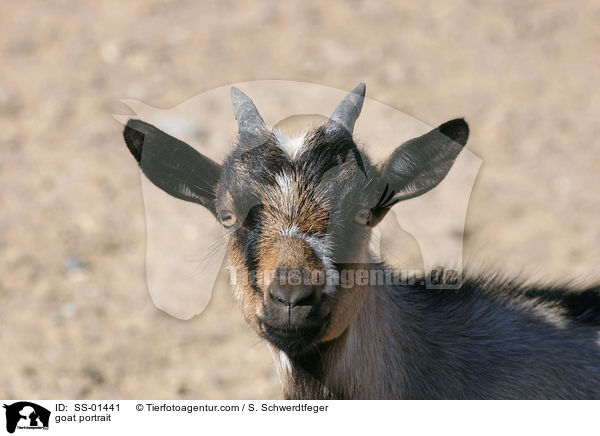 Ziege Portrait / goat portrait / SS-01441